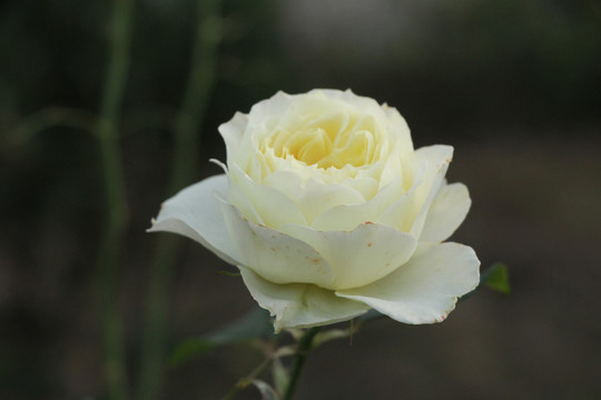 白花