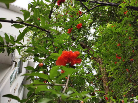 石榴树与石榴花