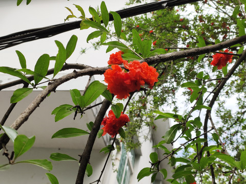 仰拍石榴花