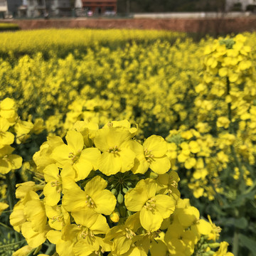 大片油菜花