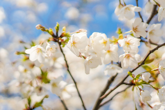 日本樱花