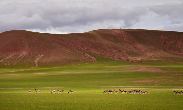 中国西藏阿里大北线藏野驴