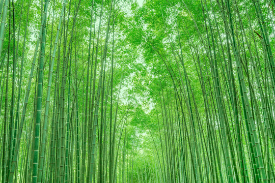绿竹林竹子竹园