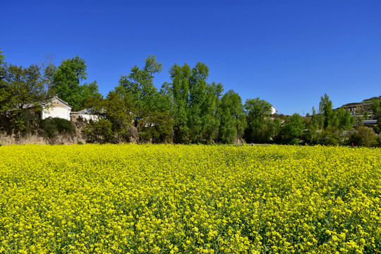 乡村油菜花