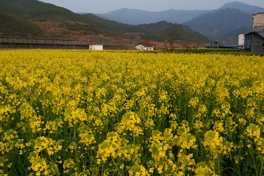 油菜花