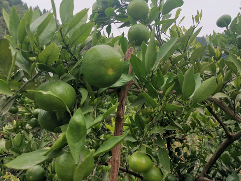 蜜桔