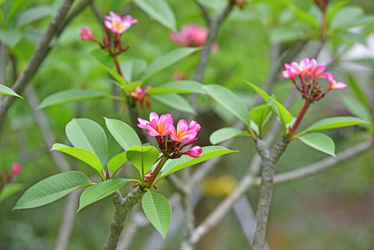 红色鸡蛋花