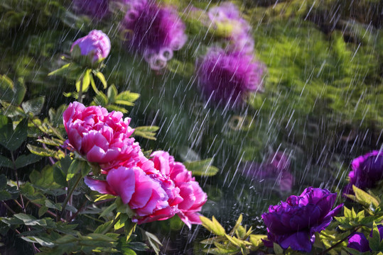 牡丹花
