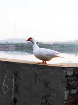 麝香鸭