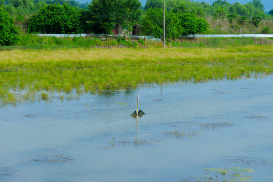 黄陂湖