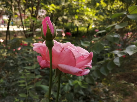 丰花月季蔷薇七姐妹