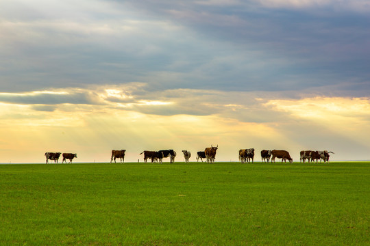 内蒙古草原上的夕阳美景牛群回家