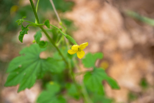 苦瓜花