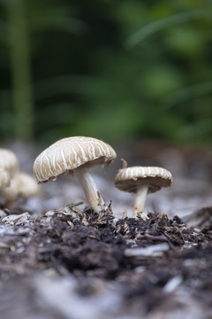 扁球蘑菇