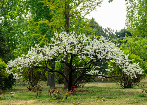 桃花