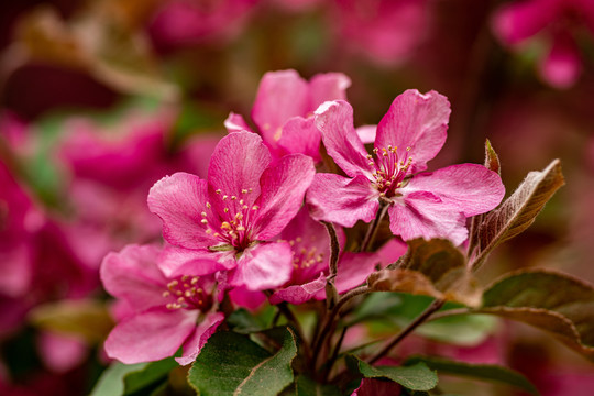 桃花