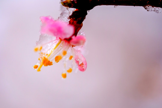 杏花雪