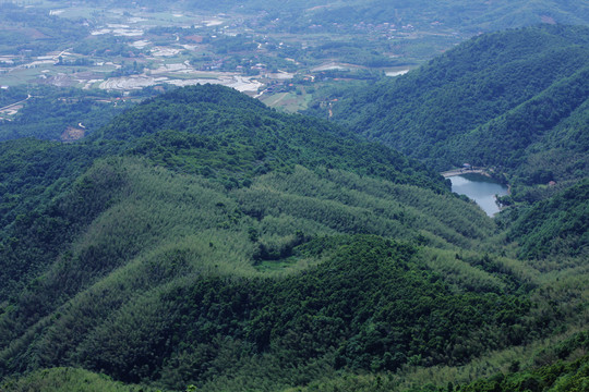 山林植被