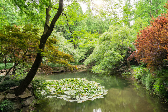 湿地公园阳光树林