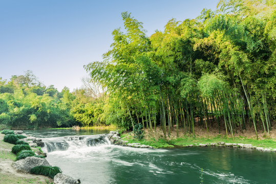 杭州植物园竹园竹林小溪