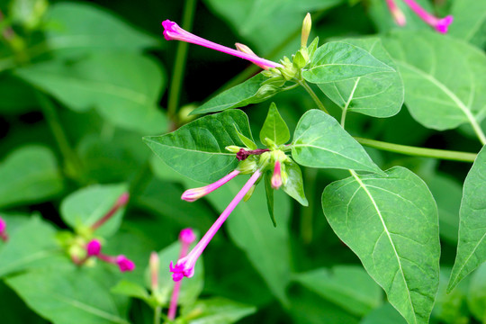 紫茉莉