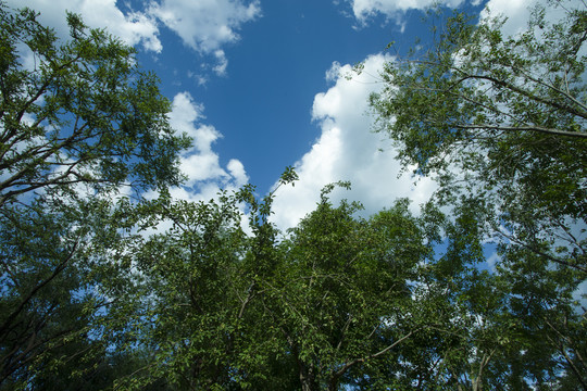 百子湾公园仰望天空