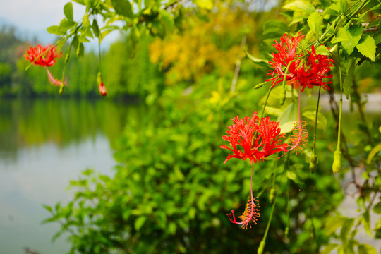 灯笼花