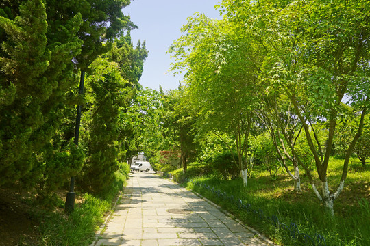 青岛植物园林荫道