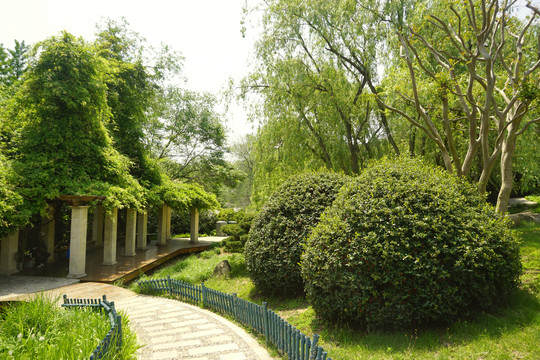 青岛植物园园林绿廊