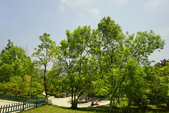 青岛植物园树林