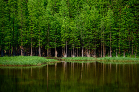 水杉林绿色背景