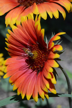 非洲菊上的蜜蜂