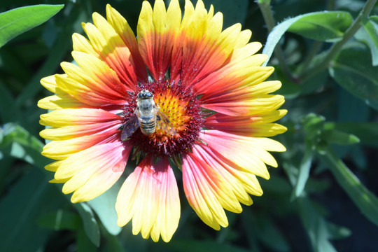 非洲菊上的蜜蜂