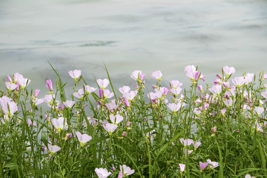 月见花