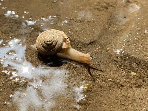 雨后一只在地面积水中爬行的蜗牛