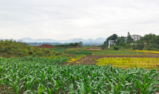 农村玉米地