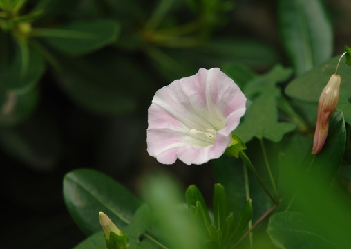 旋花科植物打碗花