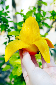 贵妃芒