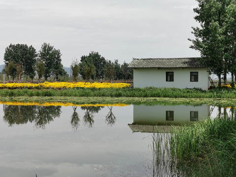 湿地景观