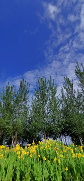 黄花绿树