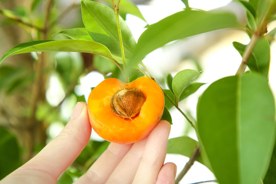 凯特杏