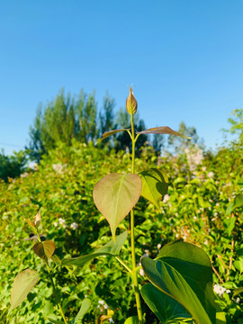 丁香花