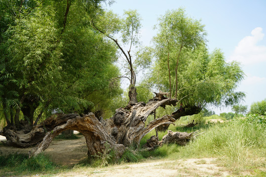 陕北榆林市靖边神树涧千年老柳树