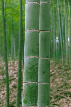 竹子