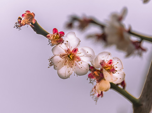 梅花