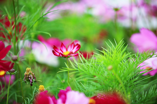 高清秋英花特写