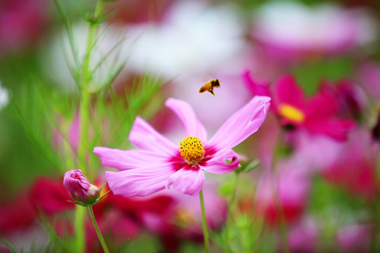 蜜蜂采蜜特写