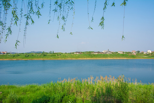 河边垂柳