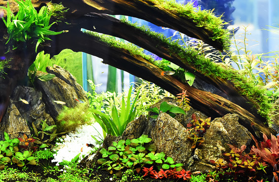 鱼缸水草造景