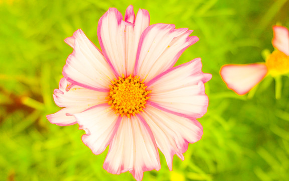 波斯菊
